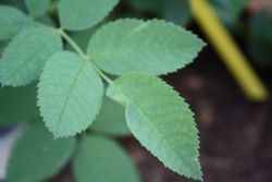 Rosenblätter Rosenblätter