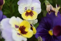 Stiefmütterchen Stiefmütterchen