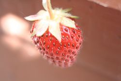 Erdbeere Erdbeere