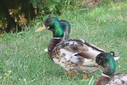 Männer unter sich Männer unter sich