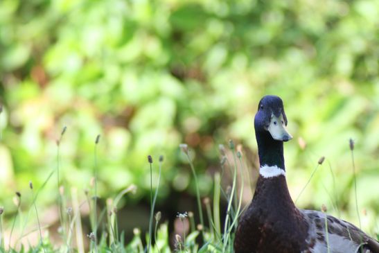 Gallerie: Tiere ( € )