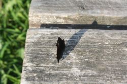 Pfauenauge mit geschlossenen Flügel Pfauenauge mit geschlossenen Flügel