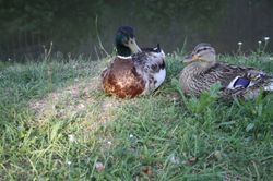 Amoure kleiner Erpel Amoure kleiner Erpel