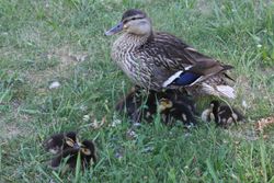 Stolze Mama beschützt ihre Kücken Stolze Mama beschützt ihre Kücken