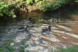 Jungs gehen wir noch eine Zwitschern Jungs gehen wir noch eine Zwitschern