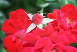 Rote Rosen Rote Rosen