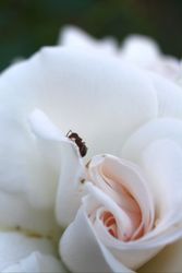 Albert erklimmt die Rose