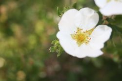 Fingerstrauchlingblüte Fingerstrauchlingblüte