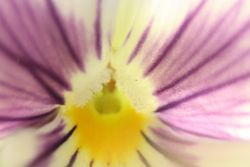 Stiefmütterchen Microoptik Stiefmütterchen Microoptik