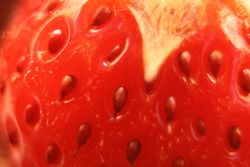 Erdbeere Microoptik Erdbeere Microoptik