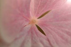 Blüte Microoptik Blüte Microoptik