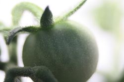 Tomate Microoptik 2 Tomate Microoptik 2